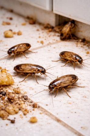 Pest Control Specialist